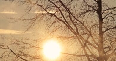 tree, dawn, morning sun