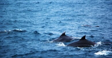 sea, blue, nature, dolphins