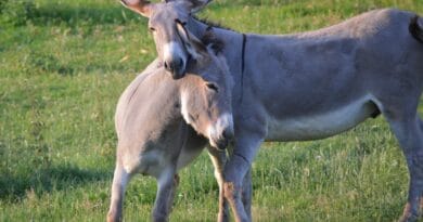 donkeys, couple, animals, nature