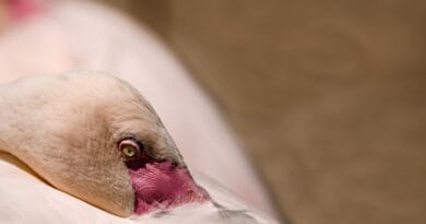 bird, flamingo, water bird, pink flamingo, exotic bird, sleep, zoo, flamingo, flamingo, nature, sleep, sleep, sleep, sleep, sleep